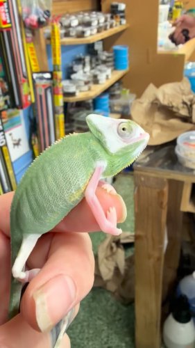 Video post from njexoticpets.