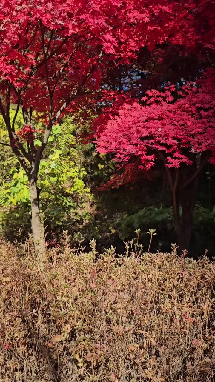 Video post from celinenetwo.