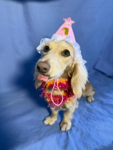 Carousel post from k9playtimedoggydaycare.