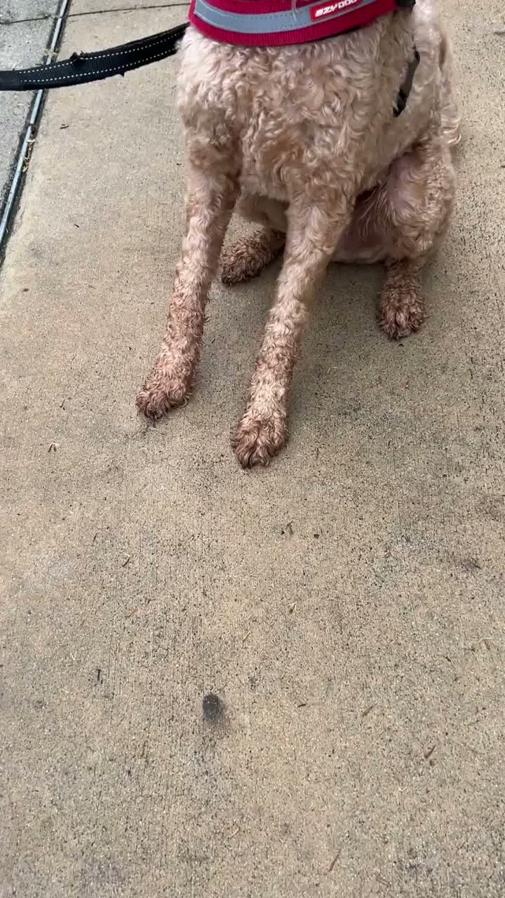 Video post from alburycity.
