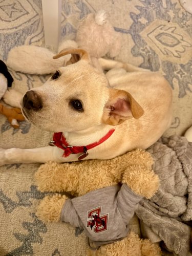 Photo post from bostoncollege.