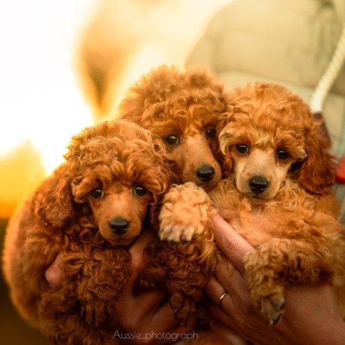 Carousel post from palmaleos.