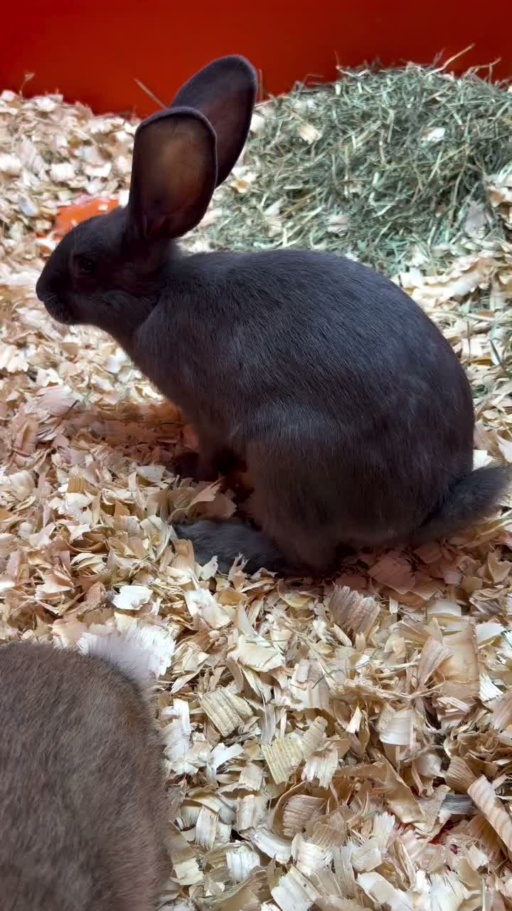 Video post from njexoticpets.