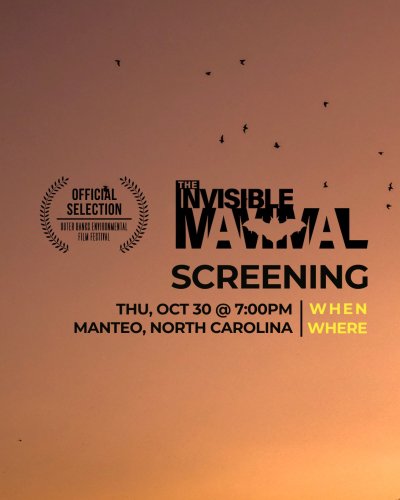 Photo post from theinvisiblemammal.