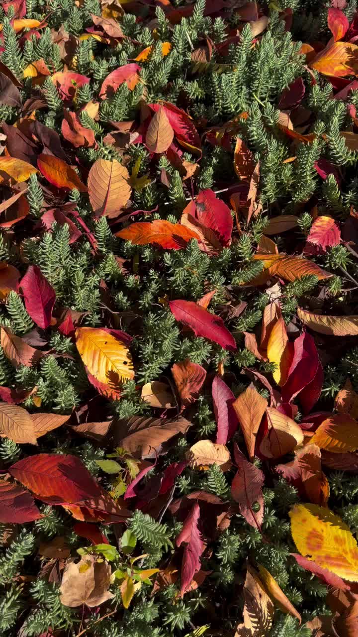 Video post from backyardcolumbus.