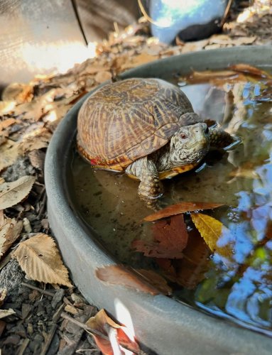 Photo post from carapacecritters.