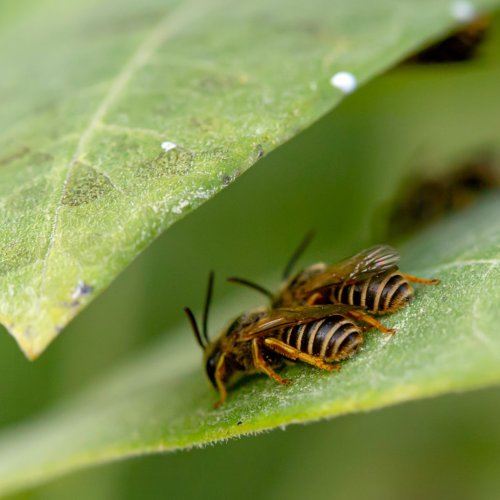 Carousel post from toadandsage.