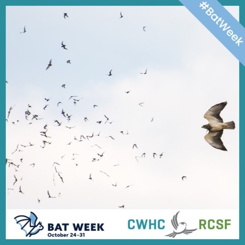 Photo post from cwhcrcsf.