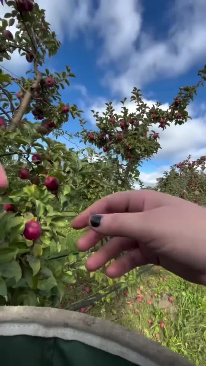 Video post from finnriver.