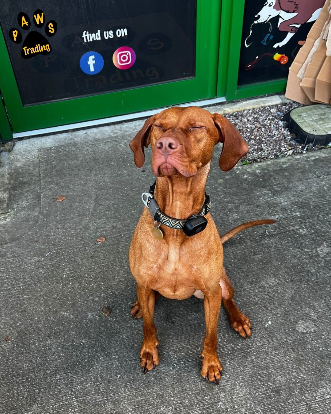 Photo post from pawstrading.