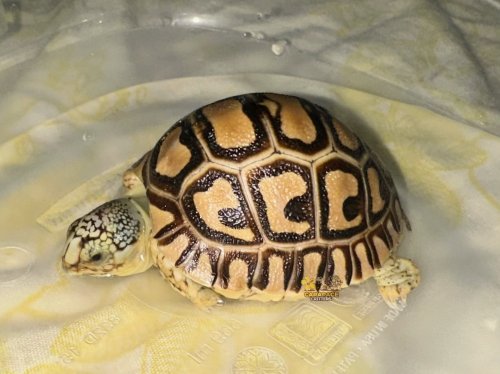 Photo post from carapacecritters.