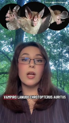 Video post from murcisemana_oficial.