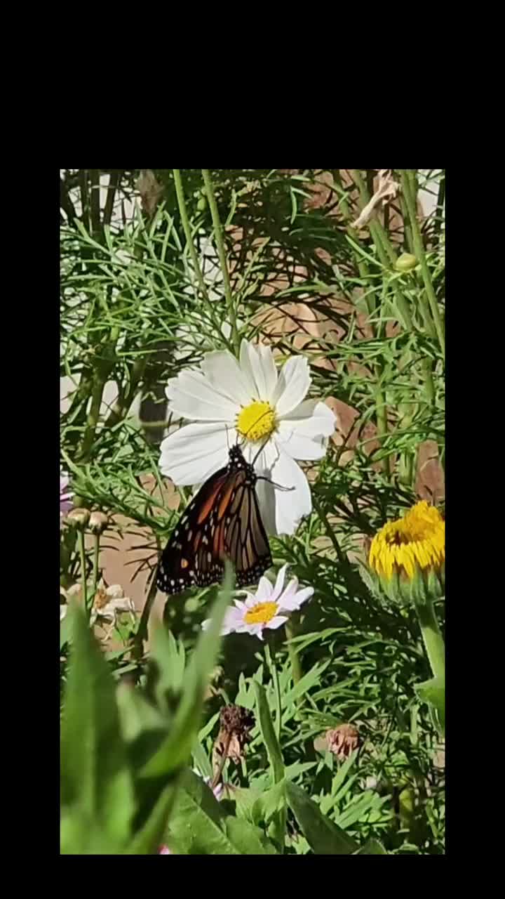 Video post from karengourleyartist.