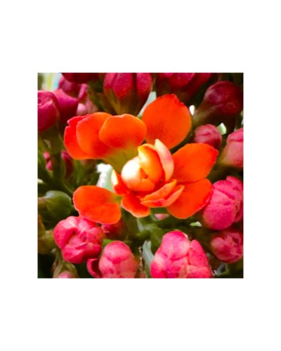 Photo post from darlaid.