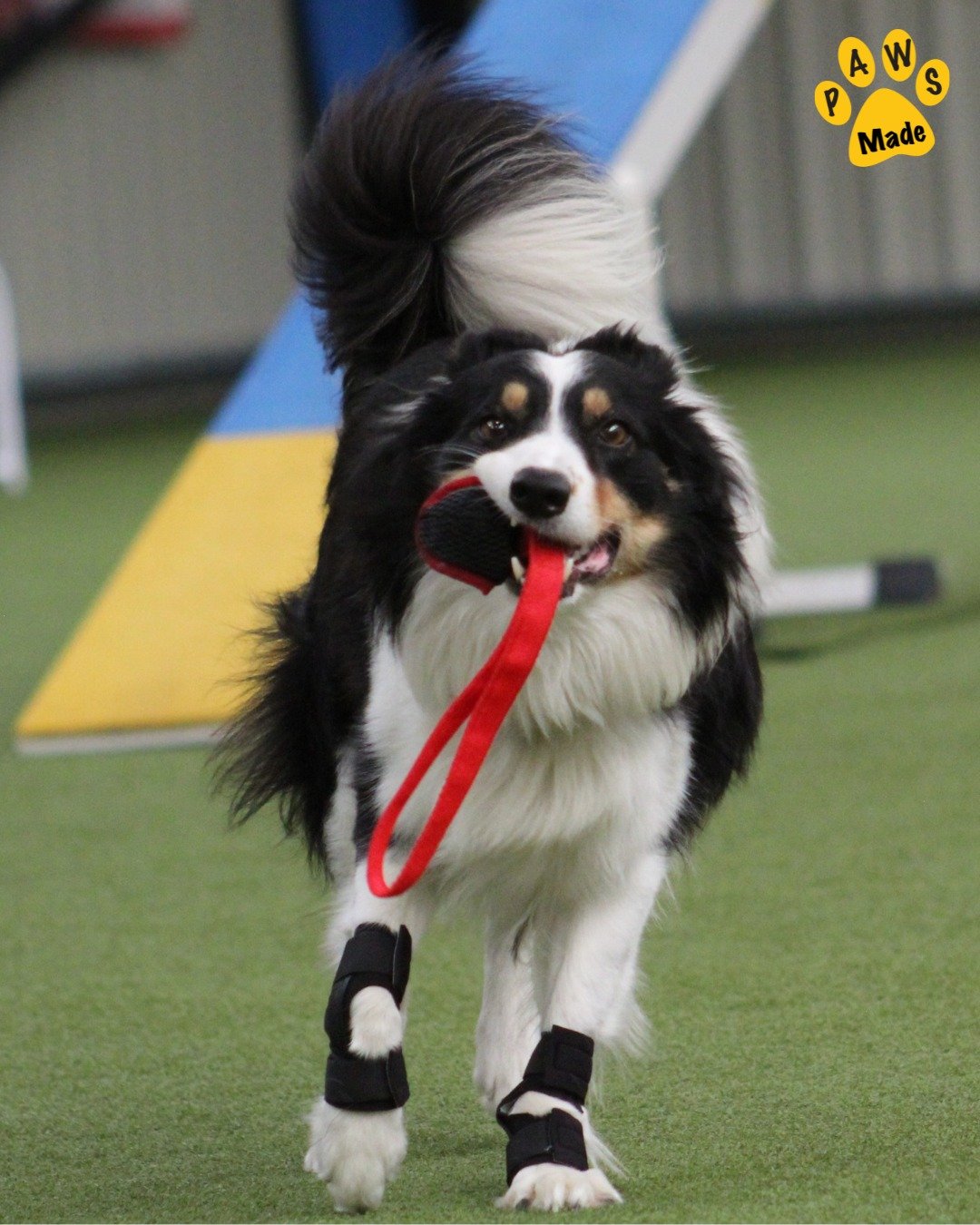 Photo post from pawstrading.