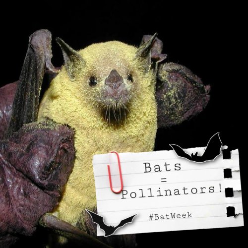 Photo post from innerspacecavern.