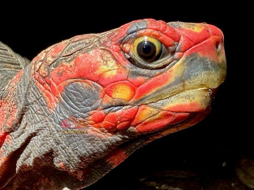 Photo post from carapacecritters.