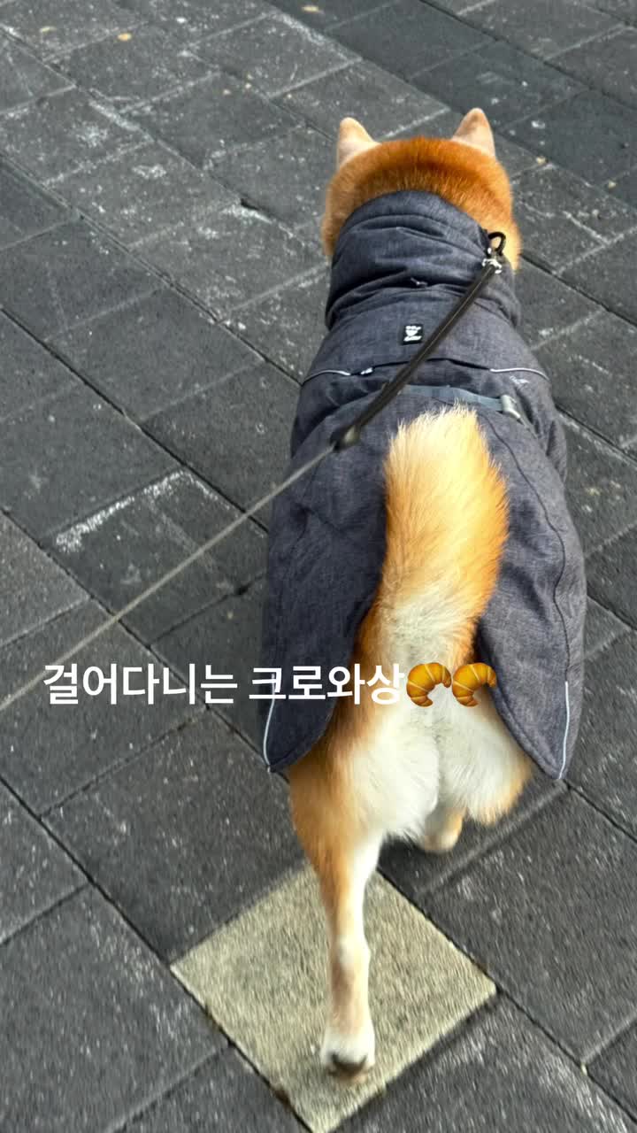 Video post from shiba_ameharu.