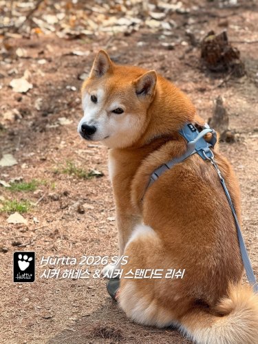 Carousel post from shiba.roda.