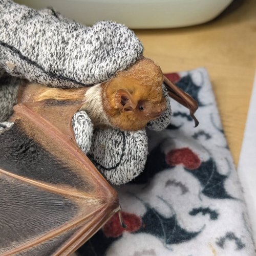 Photo post from batconservation_resq_va.