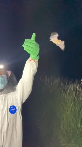 Video post from nocturnal.biologist.