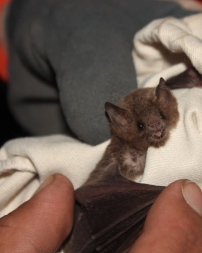 Carousel post from geeco.upch.