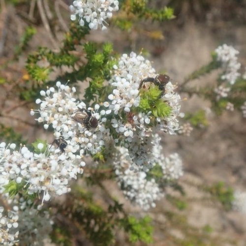 Photo post from fynboslife.