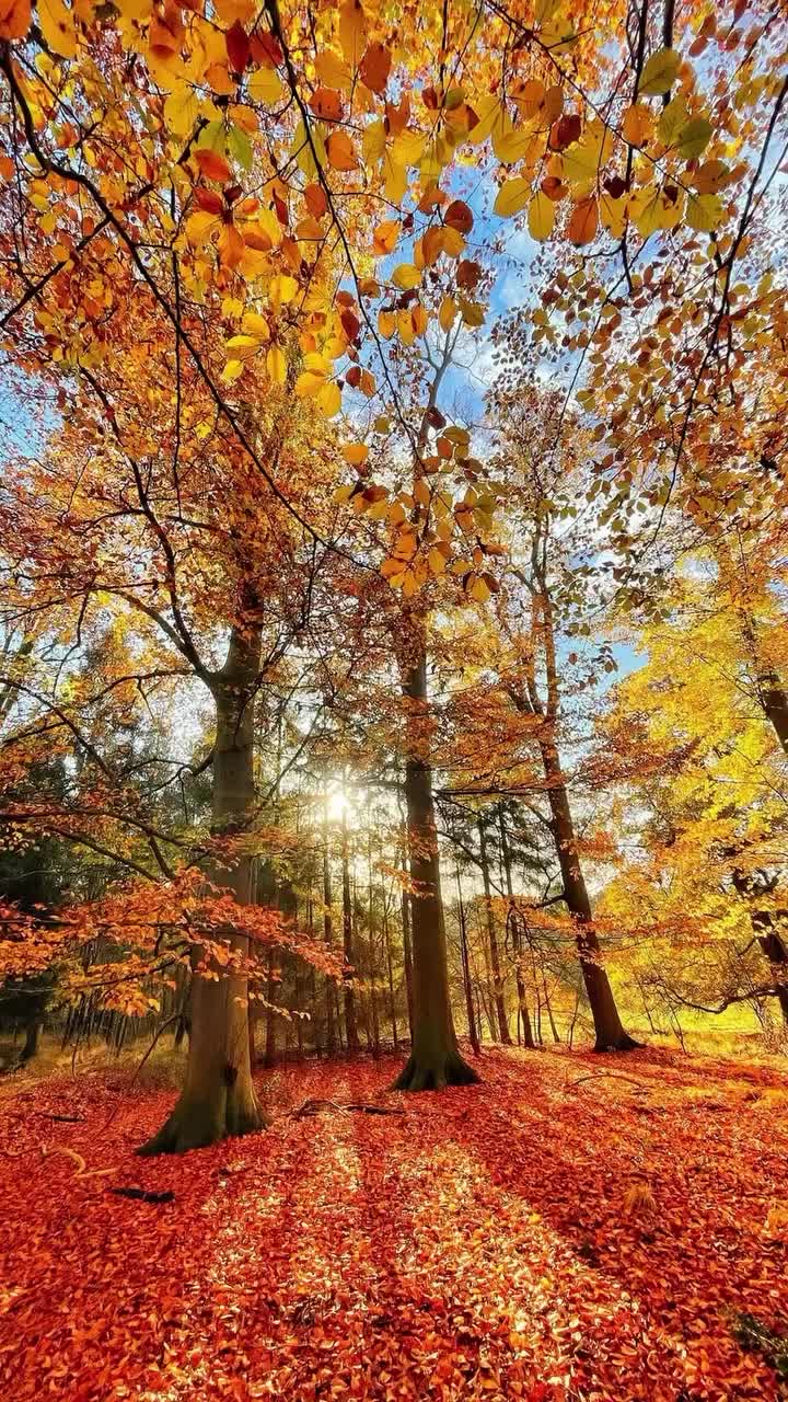 Video post from visitoirschot.