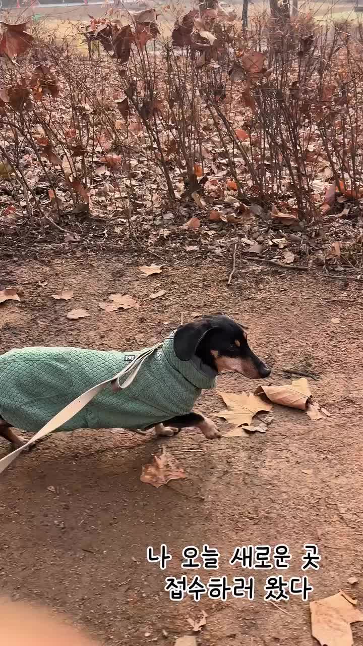 Video post from im_manseok.