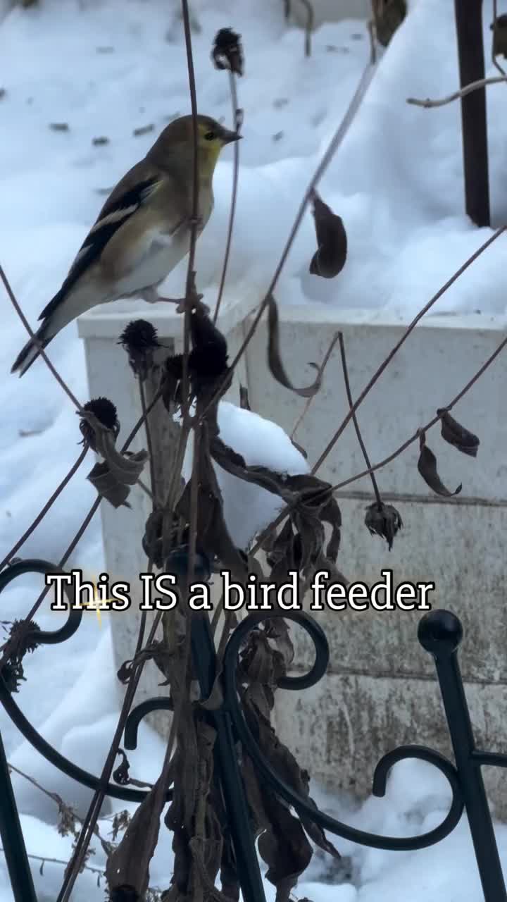 Video post from backyardcolumbus.