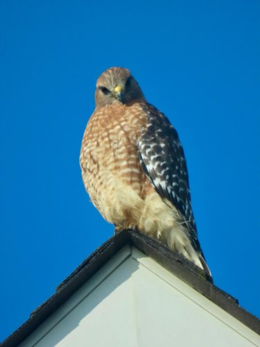 Photo post from emmyallears.