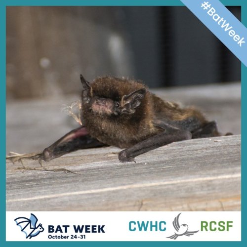 Photo post from cwhcrcsf.