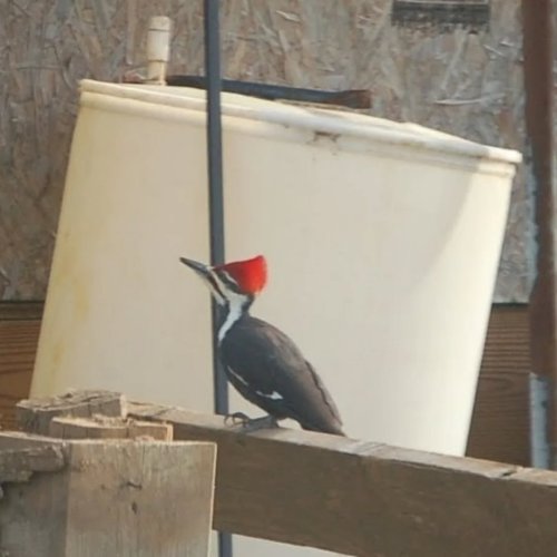 Carousel post from thebeeandbee042608.