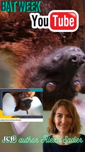 Video post from icb_journal.