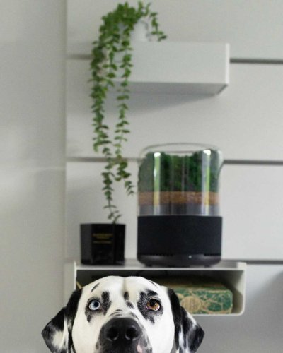 Photo post from briiv.natural.