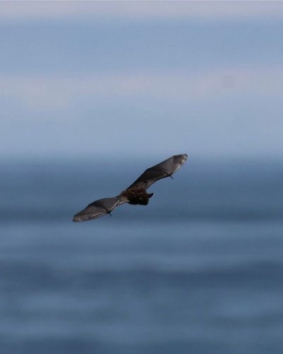 Carousel post from biodiversityresearchinstitute.