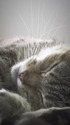 Video post from taylor.theyellowbird.