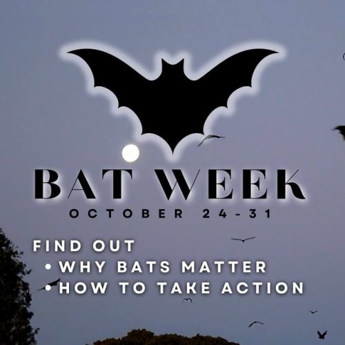 Video post from ferroforhuntington.