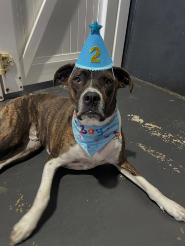 Carousel post from k9playtimedoggydaycare.