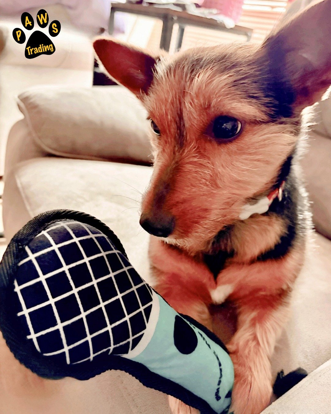 Photo post from pawstrading.