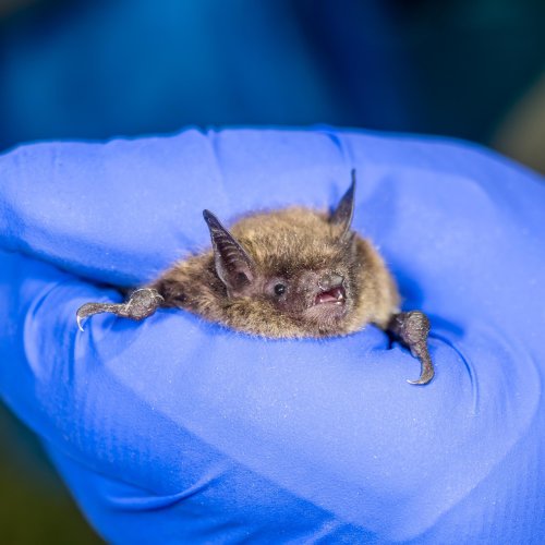 Carousel post from thetorontozoo.