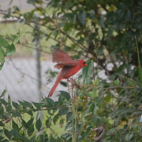 Carousel post from thebeeandbee042608.