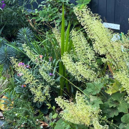 Photo post from gardenhousebrighton.