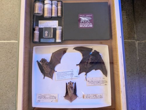 Carousel post from umzm.bones.