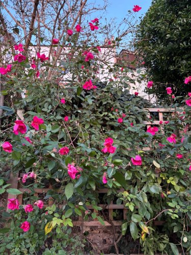 Photo post from gardenhousebrighton.