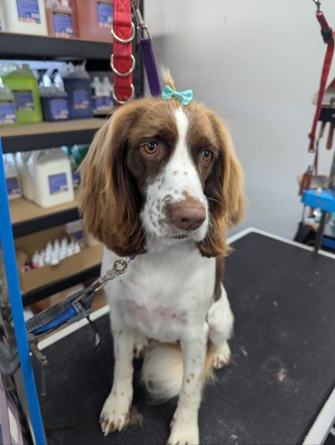 Carousel post from k9playtimedoggydaycare.