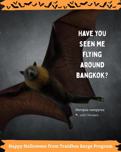 Carousel post from traidhosbargeprogram.