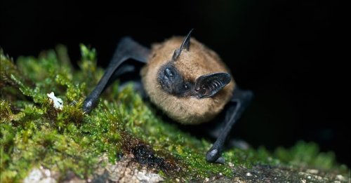 Carousel post from bccdky.