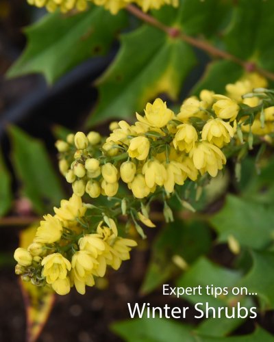 Photo post from thompsonmorgan1855.