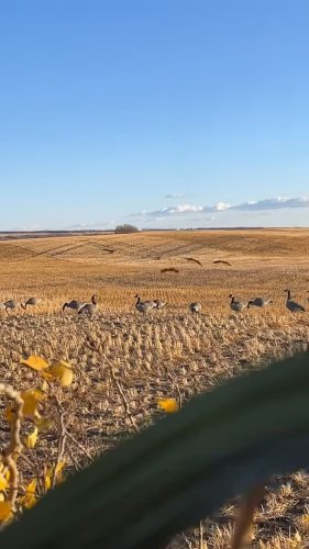 Video post from northernskiesoutfitters.